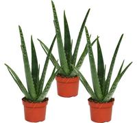 Lot de 3 - Aloe vera - env. 2 ans - 10,5cm pot