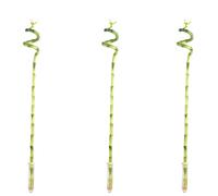 Lot de 3 bambous porte-bonheur en spirale - Hauteur : environ 50 cm - Diamètre du pot : 5 cm - Dracaena Sanderiana