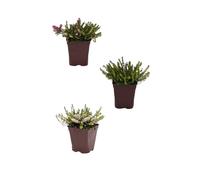 Lot de 3 bruyères à floraison d'hiver taille du pot - lot de 3 bruyères 1 lit