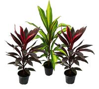 Lot de 3 Cordyline fruticosa, lys club 12cm pot