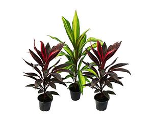 Lot de 3 Cordyline fruticosa, lys club 12cm pot