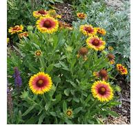 Lot de 3 - Gaillardia Arizona Sun - Fleur de cocarde - Floraison abondante - H. 10-20 cm - P. 9 cm