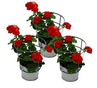 Lot de 3 géraniums suspendus Pelargonium Peltatum - Pot de 12 cm