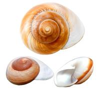 Lot de 3 grandes coquilles naturelles de crabe ermite, muffin, escargot, conque, 7 à 8,9 cm, ouverture de 2,5 à 3,8 cm, accessoires d'habitat de crabe ermite, décoration de plage et d'aquarium