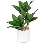Lot de 3 grandes plantes succulentes artificielles décoratives en pot - 37 cm - Plantes succulentes artificielles en pot - Aloe Yucca Vera - Décoration pour la maison, le bureau, la cuisine #2
