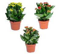 Lot de 3 - Kalanchoé - Mélange de couleurs - H. 15-25 cm - P. 12 cm