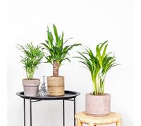 3x Tropical Palm Mix - Dypsis-Chamaedorea-Yucca - Facile d'entretien - ⌀12 cm - 20-45 cm