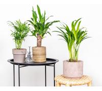 Lot de 3 - Mélange de palmiers tropicaux – Dypsis, Chamaedorea, Yucca – Facile d’entretien - ⌀12 cm - 20-45 cm