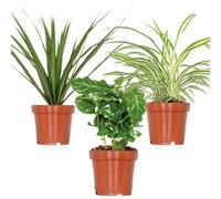 Lot de 3 - Mélange de plantes d’intérieur - Coffea, Dracaena, Chlorophytum - Dépolluantes - ⌀12 cm - 25-35 cm