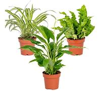 Lot de 3 - Mélange pour la salle de bain - Spathiphyllum, Asplenium, Chlorophytum - Dépolluantes - ⌀12 cm - 25-45 cm