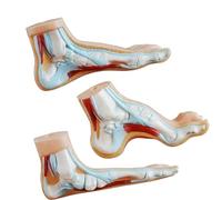 Lot de 3 modèles anatomiques de structure du pied - Modèles d'anatomie grandeur nature pour démonstration en t paramètres cliniques - Modèle en PVC