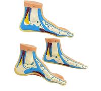 Lot de 3 modèles anatomiques de structure du pied - Modèles d'anatomie grandeur nature pour démonstration en t paramètres cliniques - Modèle en PVC