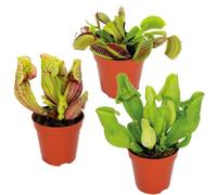 Lot de 3 - Plantes carnivores - Mélange - Plantes d’intérieur - Faciles d’entretien - ⌀6 cm - 5-10 cm