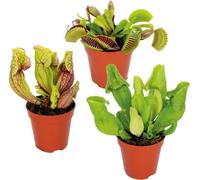 Lot de 3 - Plantes carnivores - Mélange - Plantes d’intérieur - Faciles d’entretien - ⌀6 cm - 5-10 cm