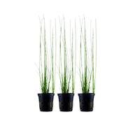 Lot de 3 plantes d'aquarium Eleocharis montevidensis n° 132D