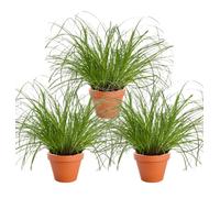 Lot de 3 plantes “Herbe à chat”, +/- 20-30 cm, ø 10-15 cm pot, 3x Herbe à chat pour la maison et le bureau, non toxique & sans danger pour les animaux, qualité du professionnel des plantes