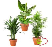Lot de 3 plantes “Pet Friendly”, +/- 30-60 cm, ø 12-15 cm pot, Palmier d’intérieur, Bananier, Palmier Areca, non toxique & sans danger pour les animaux, qualité du professionnel des plantes