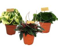 Lot de 3 poivrons miniatures, Peperomia, Eden-Mix, 3 plantes dans un pot de 12 cm