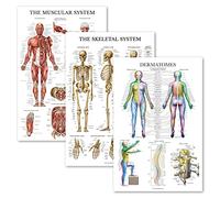 Lot de 3 posters d'anatomie musculaire + squelette + dermatomes - Système musculaire et squelettique - Laminé - 45,7 x 68,6 cm