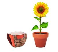 Lot de 3 pots de culture pour fleurs, tournesols, myosotis, coquelicots en terre cuite, avec substrat de culture (tournesol, jaune)