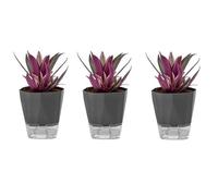 Lot de 3 pots de fleurs à arrosage automatique en céramique grise pour orchidées et plantes succulentes Design sans arrosage Idéal pour balcons et décoration d'intérieur