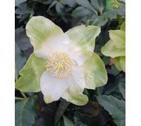 Lot de 3 roses de Noël Helleborus Niger Blanc 1 l