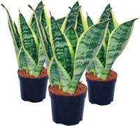 Lot de 3 Sansevieria trifasciata - ruban de chanvre jaune-vert - pot 9cm