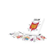Lot de 30 cartes d'anatomie et de physiologie pour étudiants en médecine | Guide d'étude visuelle avec diagrammes d'anatomie humaine et terminologie médicale pour les étudiants en sciences infirmières