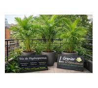 Lot de 30 graines à semer - Le Grenier d'Abondance - Trio de Palmier Ptychosperma - 3 sachets individuels