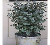 Lot de 30 graines d'eucalyptus pour bonsaï, aromathérapie, décoration tropicale pour la maison - Graines de fleurs, de légumes, de fruits, de jardin