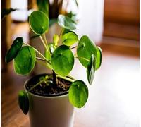 Lot de 30 nouvelles graines fraîches de Pilea vert