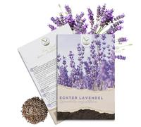 Lot de 300 graines de lavande à haut taux de germination - Plantes médicinales polyvalentes et idéales pour les abeilles et les papillons (eBook inclus (français non garanti)