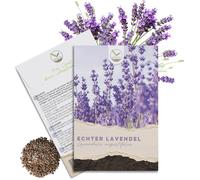 Lot de 300 graines de lavande à haute teneur en germes-Plante de guérison polyvalente et idéale pour les abeilles et les papillons