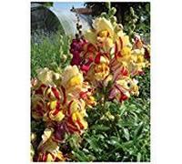 Lot de 300 graines Muflier des jardins demi-naine Torbay Rock - gueule de loup - annuelle