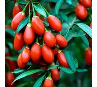 Lot de 35 Graines de Baie de Goji - Lycium Barbarum - Fruits Comestibles - Fruit Jardin - 249
