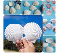 Lot de 36 coquilles festonnées naturelles pour travaux manuels, décoration de plage et décorations de mariage - Pour peinture, fabrication de bijoux et décoration d'intérieur (blanc)