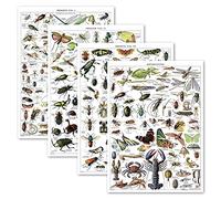 Lot de 4 affiches vintage d'insectes - Tableaux de référence d'identification entomologique volume 1, 2 et 3 et arthropodes (laminé, 45,7 x 61 cm)