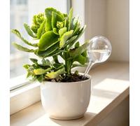 Lot de 4 bulbes d'arrosage de plantes en forme de globe transparent, piquets auto-arrosants pour plantes en pot, outils d'irrigation de jardin d'intérieur et d'extérieur (transparents)