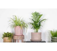 Lot de 4 de plantes d intérieur résistantes ou adaptées aux animaux : Plantes résistantes