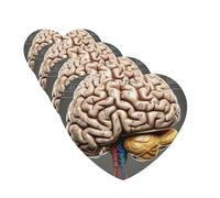 Lot de 4 désodorisants décoratifs pour voiture - Longue durée - Parfum cerveau humain - Tablette d'aromathérapie - Pendentif de rétroviseur - Pour homme et femme