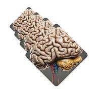 Lot de 4 désodorisants décoratifs pour voiture - Longue durée - Parfum cerveau humain - Tablette d'aromathérapie - Pendentif de rétroviseur - Pour homme et femme