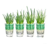 Lot de 4 mini pots de fleurs transparents pour Pothos Anthurium, 9 cm, en plastique avec système de racines visible pour décoration intérieure, maison, jardin, blanc, vert, noir