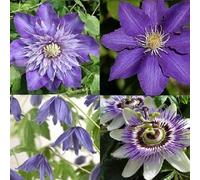 Lot de 4 plantes grimpantes - Mélange bleu - Acheter 4 plantes / 3 - Passiflora/Clematis The President/Multi Blue/Macropetala | 4 pots de 1,5 l