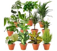 Lot de 4 plantes surprises | +/- 40-70cm | Pot de ø 12-15cm | Plantes pour la maison et le bureau, qualité du professionnel, livraison rapide, végétalisation intérieure