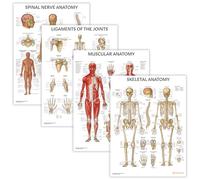 Lot de 4 posters anatomiques de physiothérapie - 45 x 60 cm - Musculaires, articulations squelettiques et nerfs rachidiens - Anatomie et physiologie