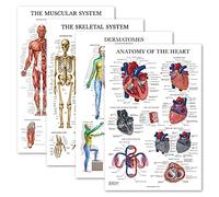 Lot de 4 posters anatomiques laminés - Musculaire, squelettique, dermatomes, anatomie du cœur - Ensemble de cartes anatomiques (laminé, 45,7 x 68,6 cm)