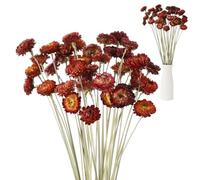 Lot de 40 Fleurs séchées, Fleurs de Paille Rouges Naturelles, lot en Vrac pour compositions Florales DIY, Mariage, fête, décoration intérieure, Tige Racine de 15,7 in, 40 cm