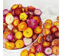 Lot de 40 têtes de fleurs séchées, gerbera naturel, véritables tournesols, chrysanthèmes, arrangements de fleurs séchées pour décoration de mariage et de fête à la maison, travaux manuels