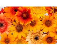 Lot De 450 Graines À Semer - Le Grenier D'abondance - Lot De Fleurs Orange - Jaune - 9 Sachets Individuels