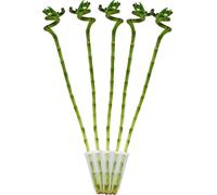 Lot de 5 bambous porte-bonheur 'Lucky Bamboo' - en forme de spirale - dans un tube - Dracaena Sanderiana - env.40 cm de haut